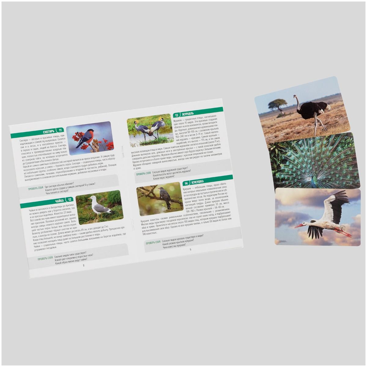 Игра настольная ТРИ СОВЫ 